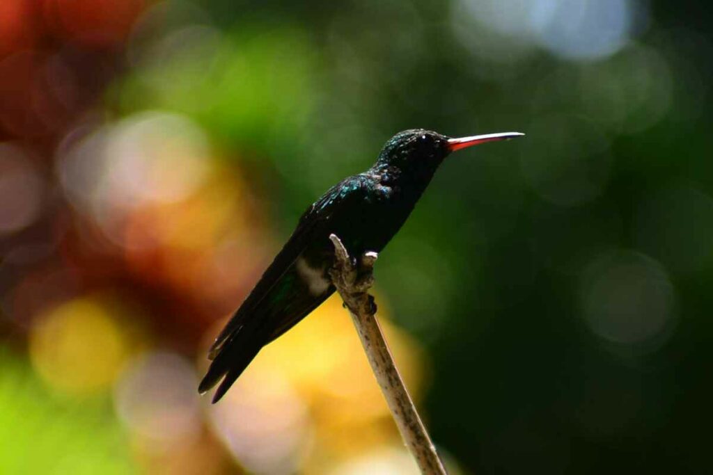 Emerald Hummingbird Was Captured In Belize During A Family Vacation. Photo Was Taken With Nikon D800 With 35-70mm F/2.8 Nikon Lens; Exposure 1/500, ISO 100