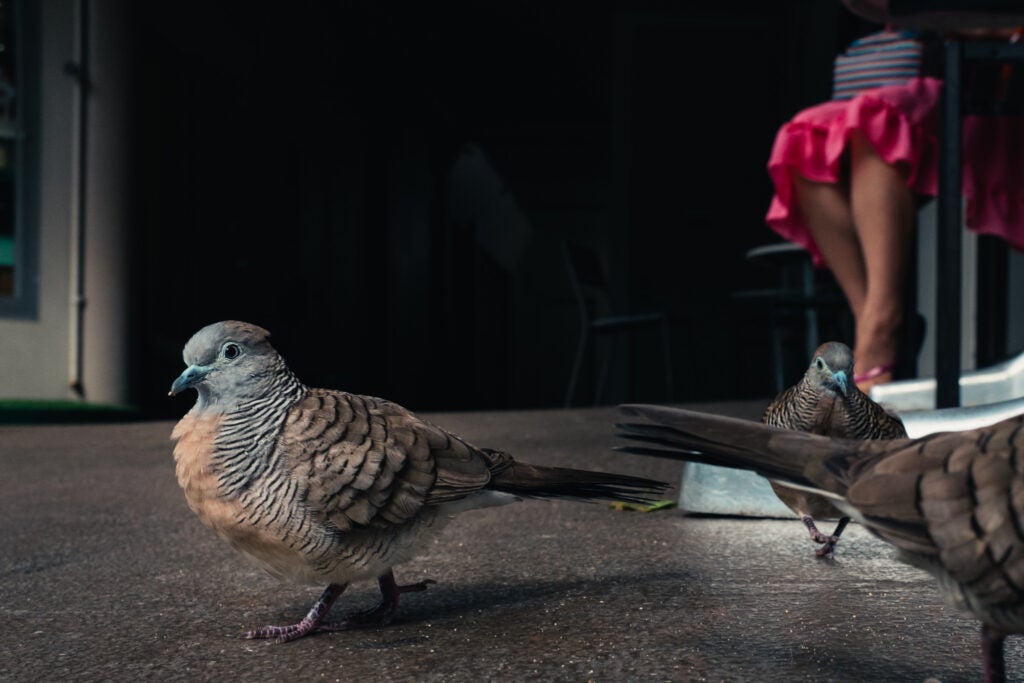 Today's Photo of the Day was captured by Karan Kadam at a coffee shop in Hawaii's using a Fujifilm X100T at 1/1000 sec, f/8 and ISO 800. We love the super low angle that Kadam used to get this shot of curious birds at the coffee shop. See more work <a href="https://www.flickr.com/photos/karankadam/">here</a>.