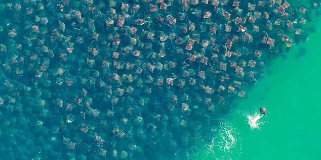 Aeriel Image of Devil Rays on the Move Takes First Prize in Environmental Photo Contest