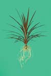 New zealand flax