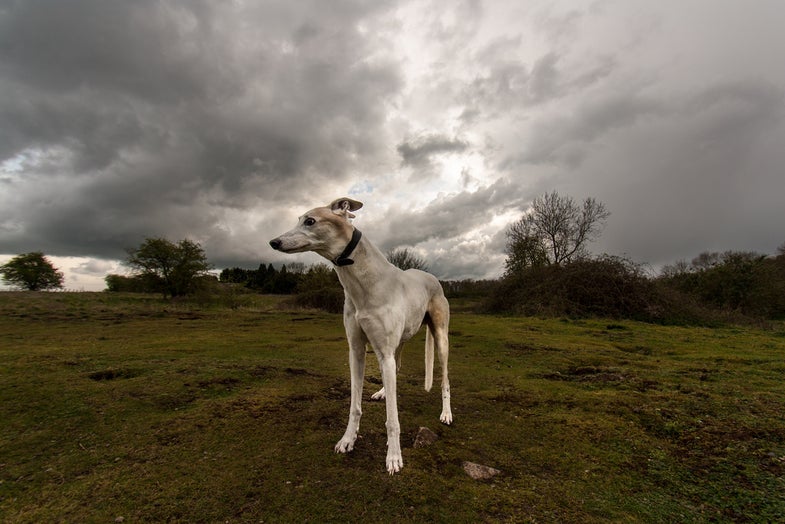 Nigel Powers made this photo of his 13-year-old dog, Bert. See more of Nigel's work on Flickr.