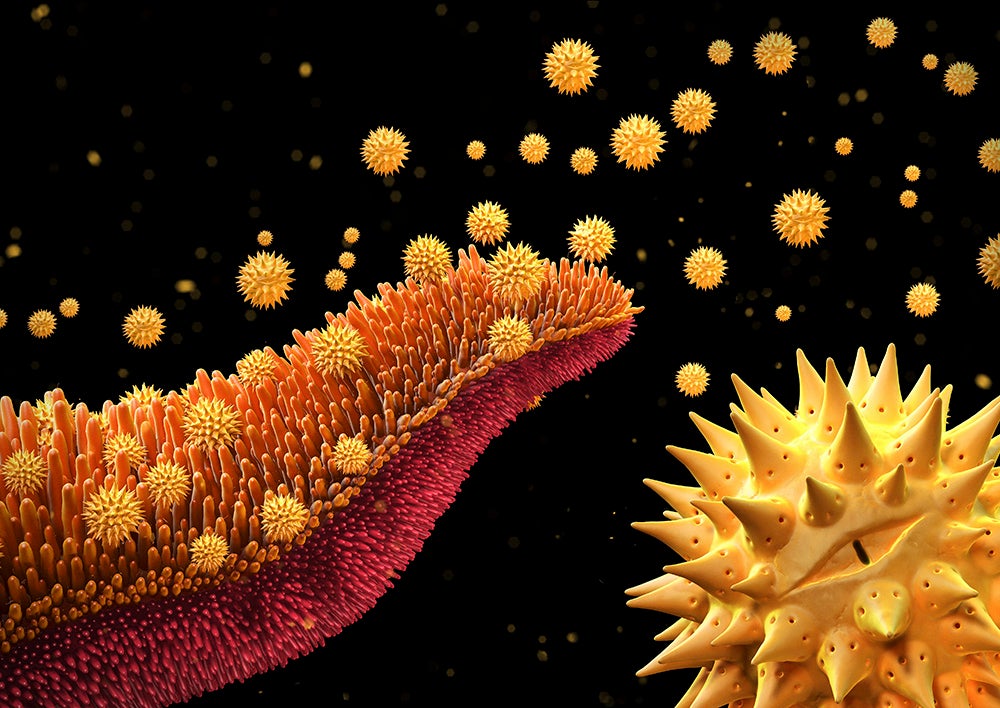 Pollen Grains