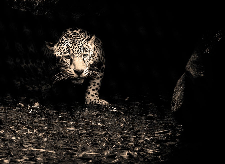 Leopard Eyes Shining Bright, In the Forest of the Night