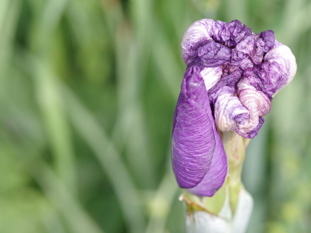 "Pentax