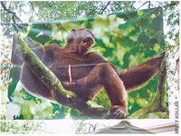Typepad Import Image