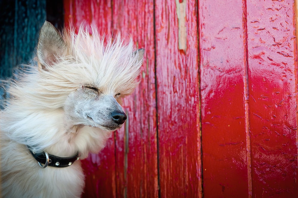 Sophie, Chinese Crested