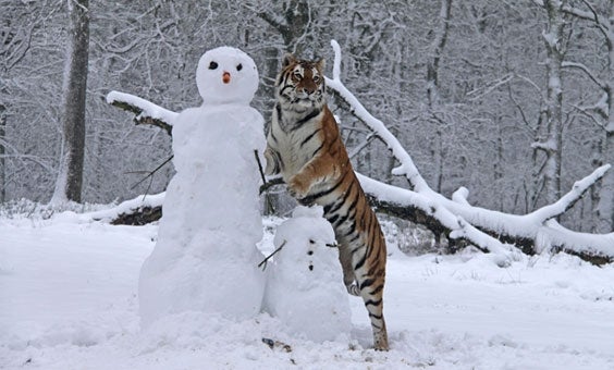 tiger snowman