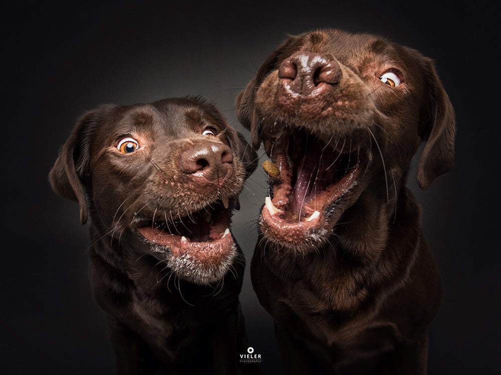 Mueller dogs with treat