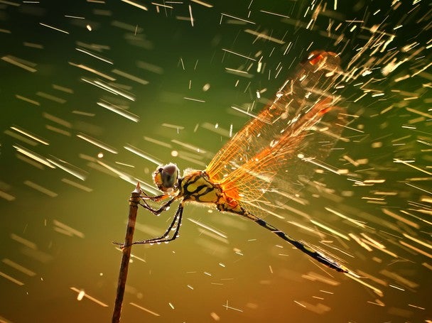 dragonfly2