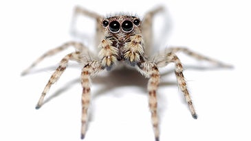 How to Photograph Insects