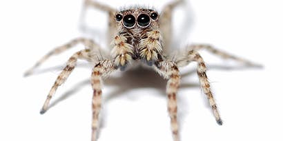 How to Photograph Insects How to Photograph Insects