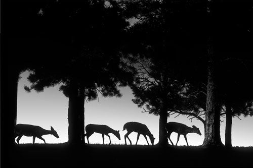 "Landscapes-After-Dark-Deer-walking-at-night"