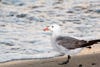 Nature-Extreme-Makeover-GULL-PACIFIC-BEACH-SAN