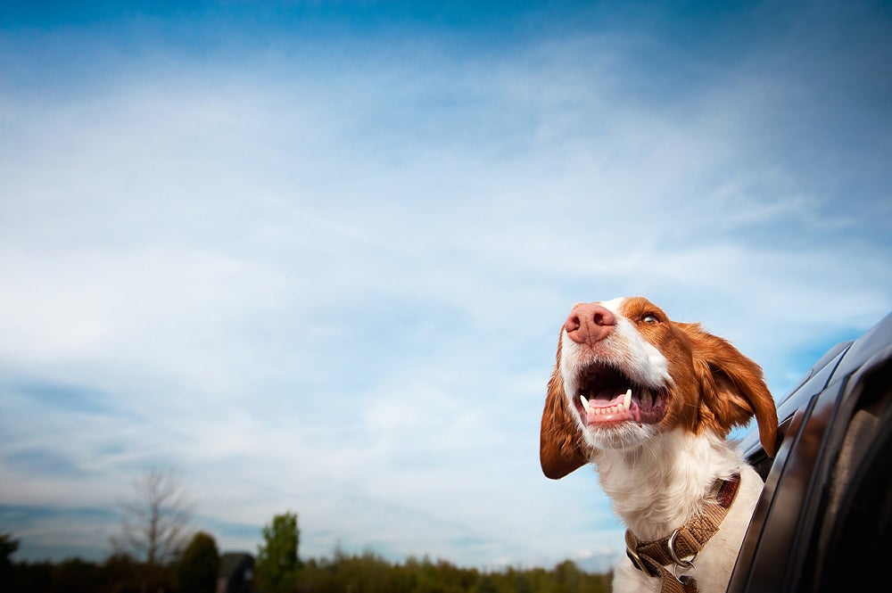 Cricket, young brittany spaniel