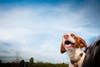 Cricket, young brittany spaniel