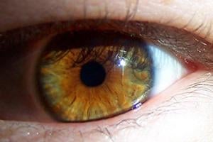 eye