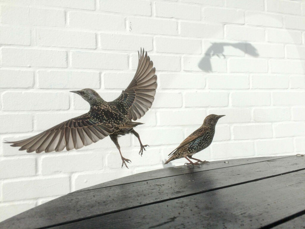 “After the first bird landed and I saw the shadow on the white wall behind it. I knew this was a great image to be captured. Now it was just a case of operating the iPhone properly and finding the best composition.”