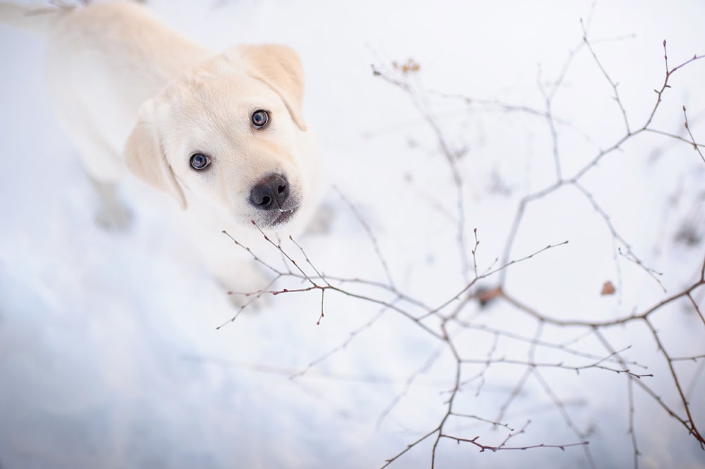 Lolli, 12 week old yellow lab puppy