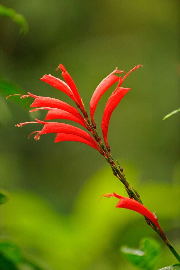 20100129_bd_costarica-0109.jpg