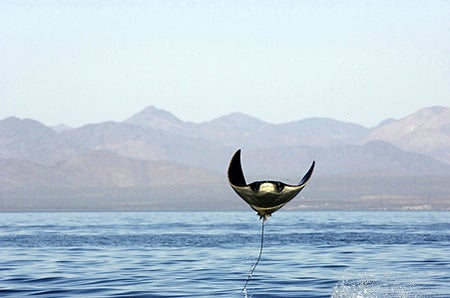 A-manta-ray-leaps-out-of-the-water-in-Mexico-s-Sea