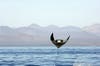 A-manta-ray-leaps-out-of-the-water-in-Mexico-s-Sea