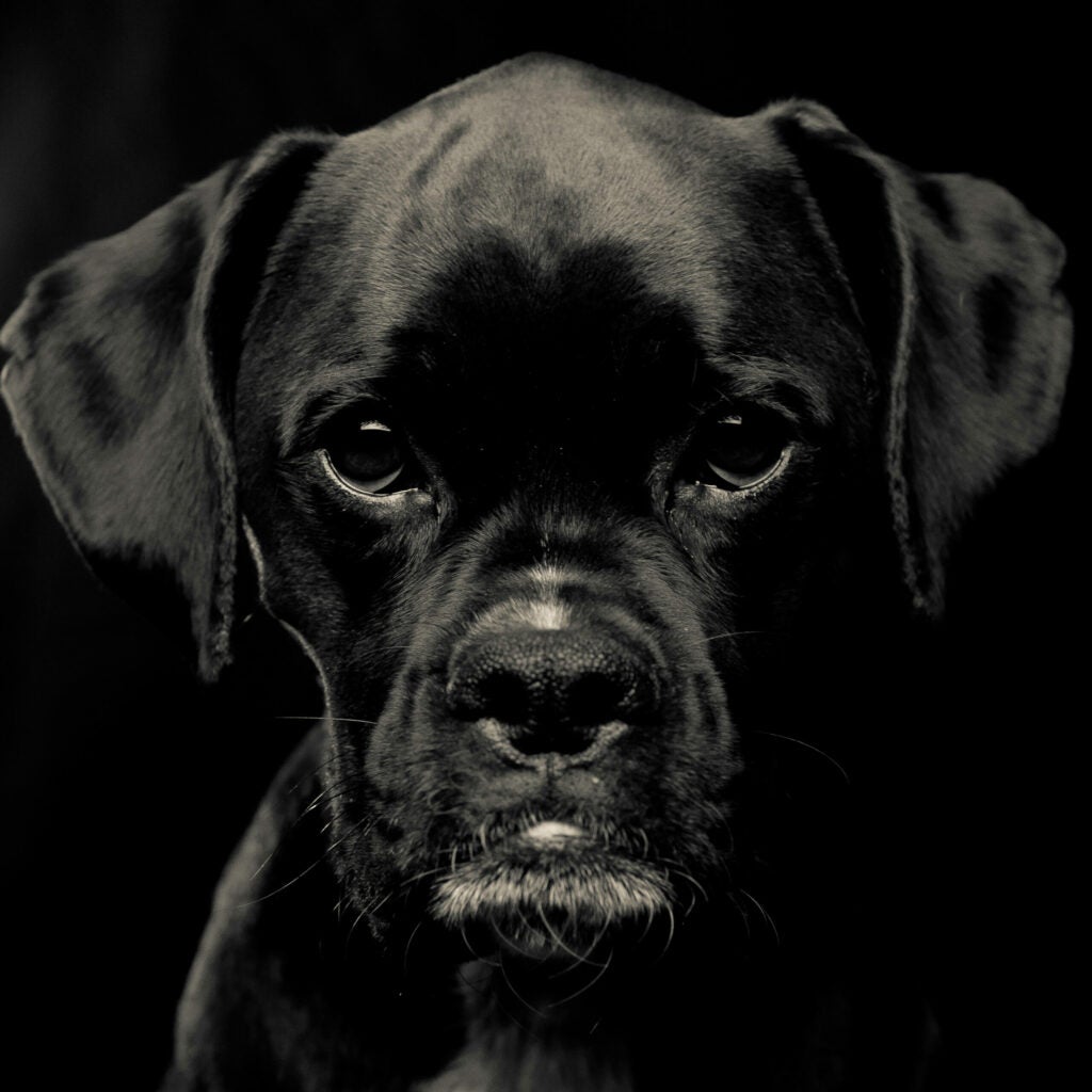 Boxer in The Ring