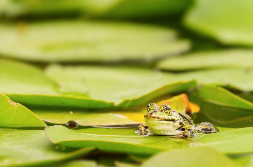 Today's Photo of the Day comes from Flickr user Lars and was taken in a botanical garden in Berlin using a Canon EOS 7D with a EF 70-200mm f/4L USM lens at 1/60 sec, f/4 and ISO 800. See more work <a href="https://www.flickr.com/photos/lbbad/">here.</a>