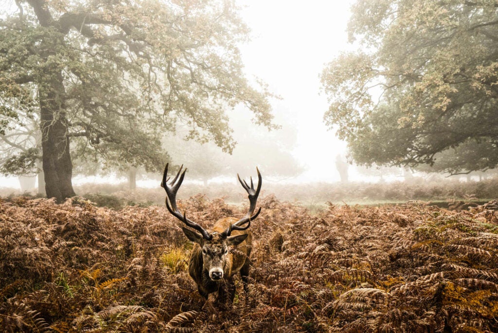 Stag in the mist