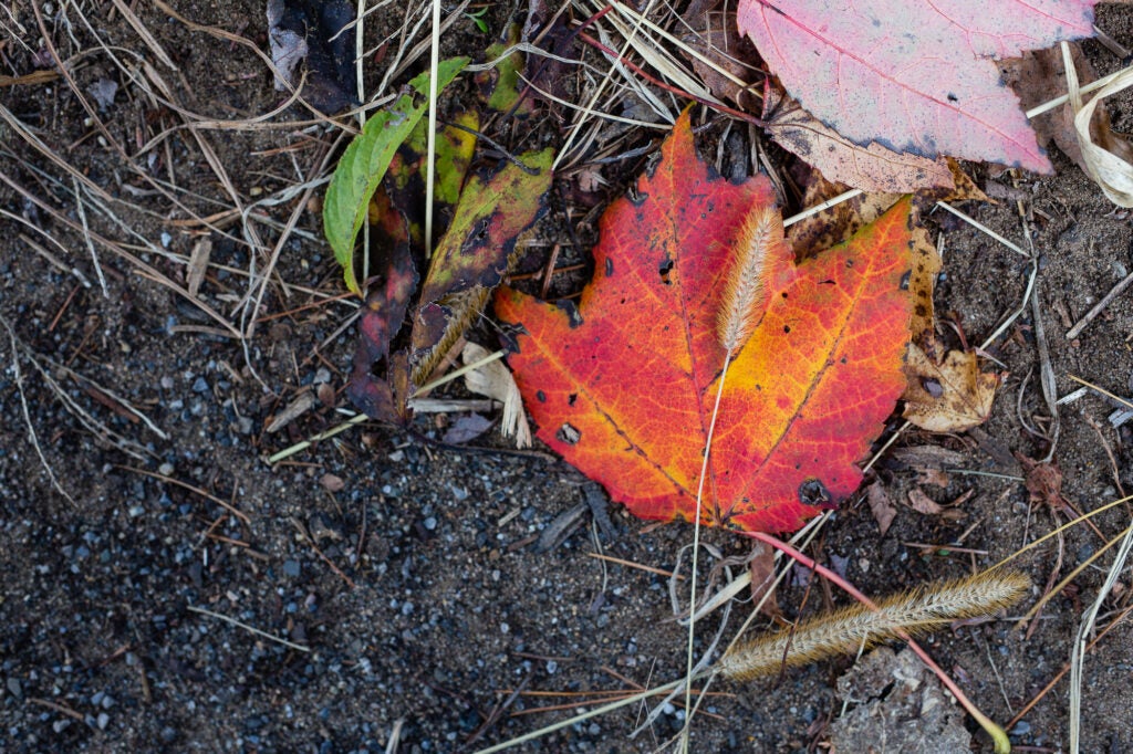 With no post-processing, this leaf doesn't quite pop like it would in a finished image, but the image out of the camera offers a very nice starting point.