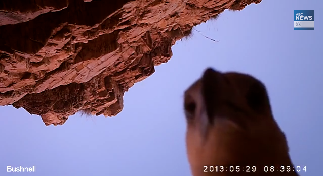 Eagle with action camera