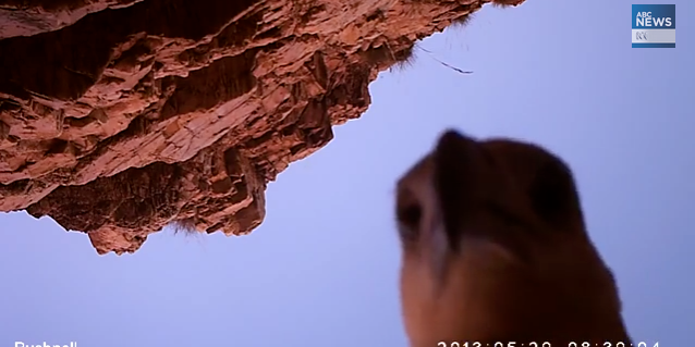 Eagle Steals Video Camera, Gives Us an Amazing Aerial Tour