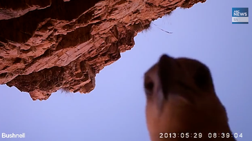 Eagle with action camera