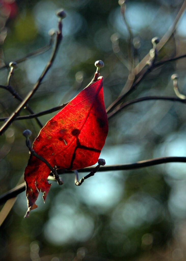 Last Leaf