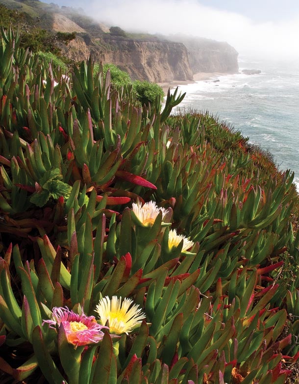 Shooting blooming ice plants on the side of the road with fog in the distance