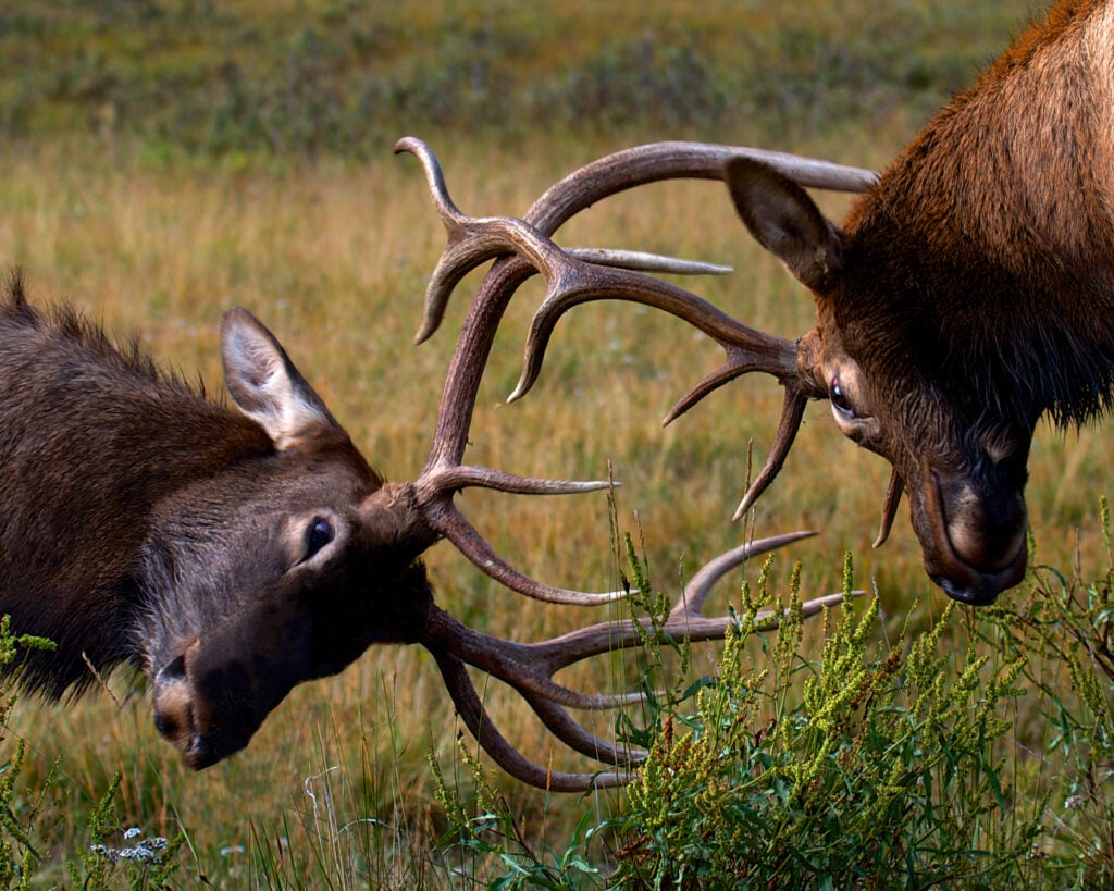 Alpha Bucks