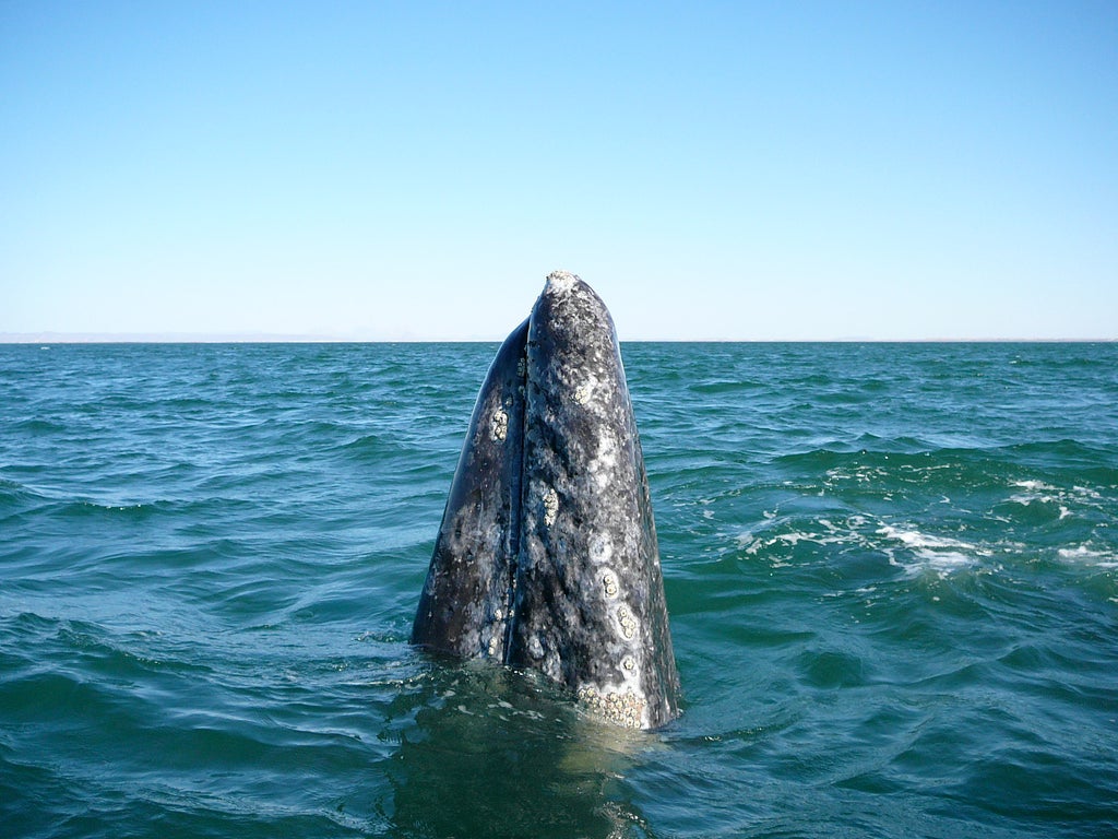 Close-ups of whales