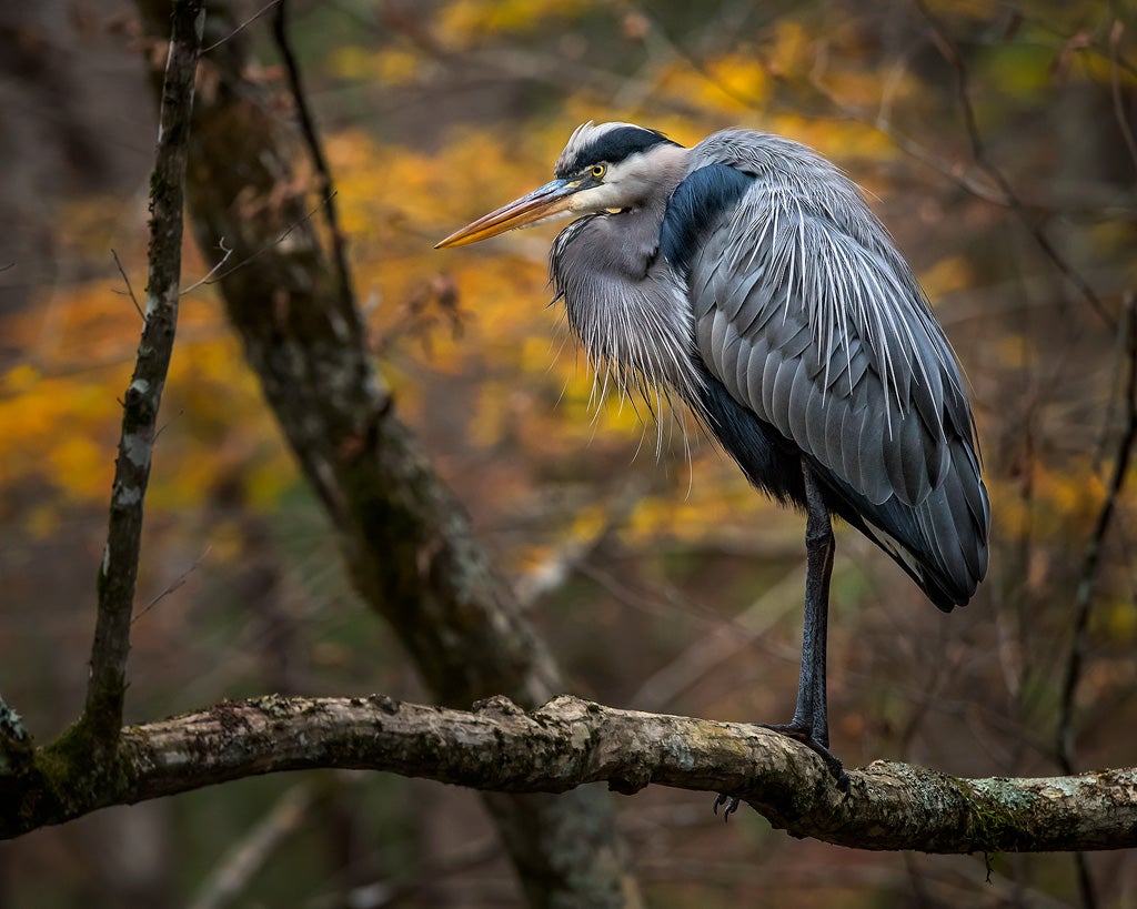 Heron in A Tree