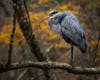 Heron in A Tree