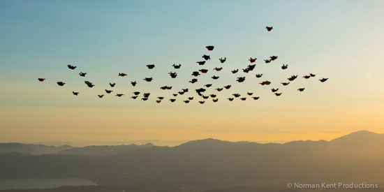 nkp-wingsuit record 2012-8290.jpg