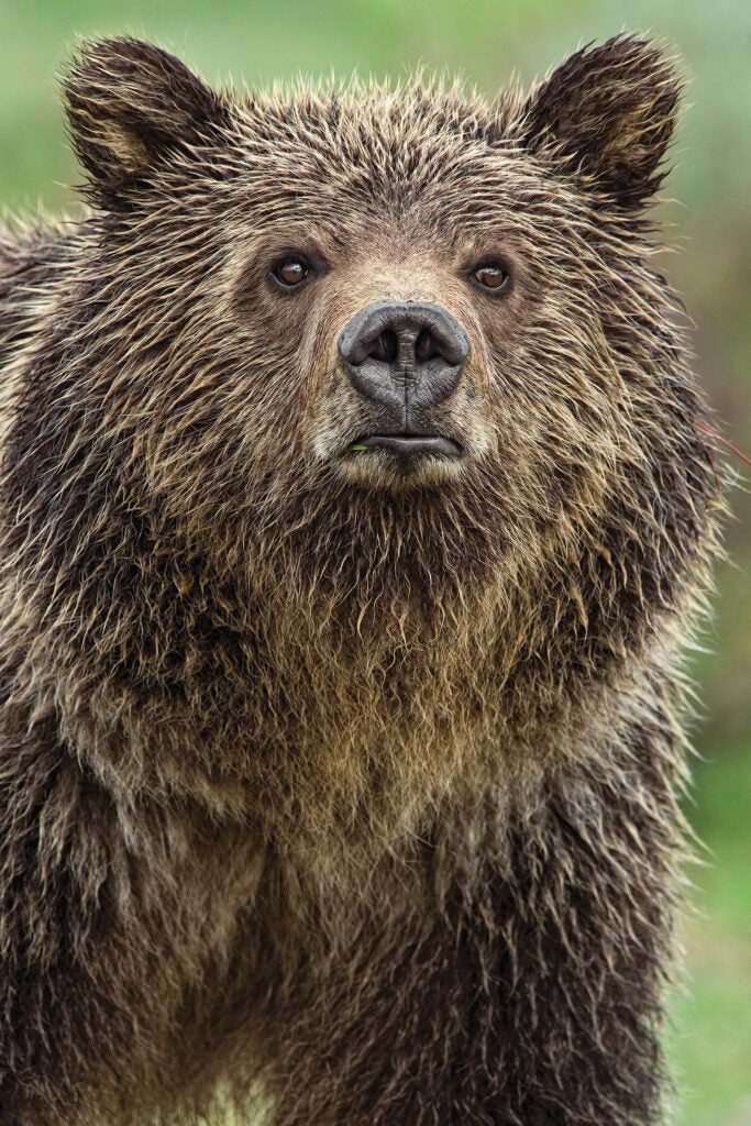 Grizzly bear