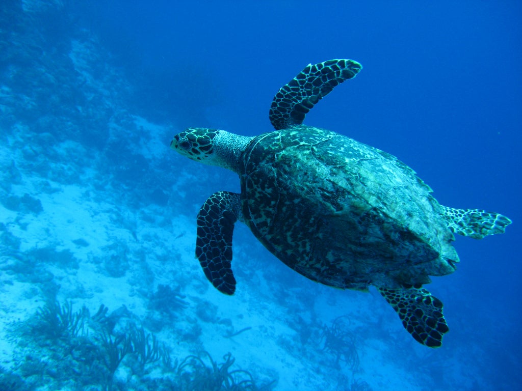 turtle swimming in the sea