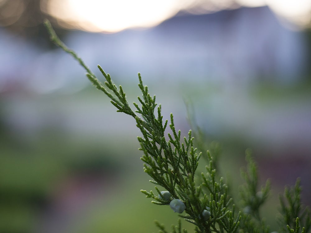 close up of green plant