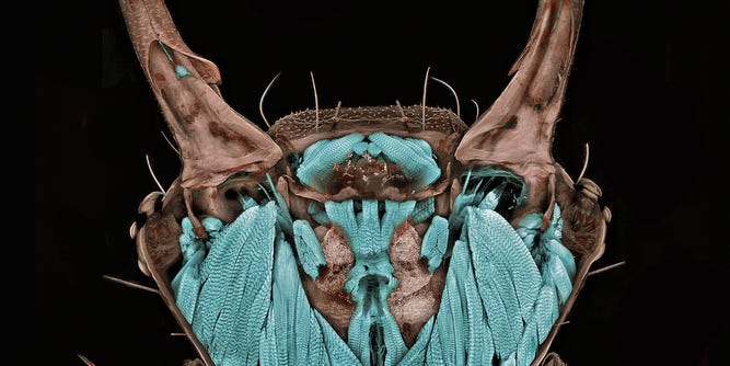 Gallery: The Best MicroPhotography of 2011
