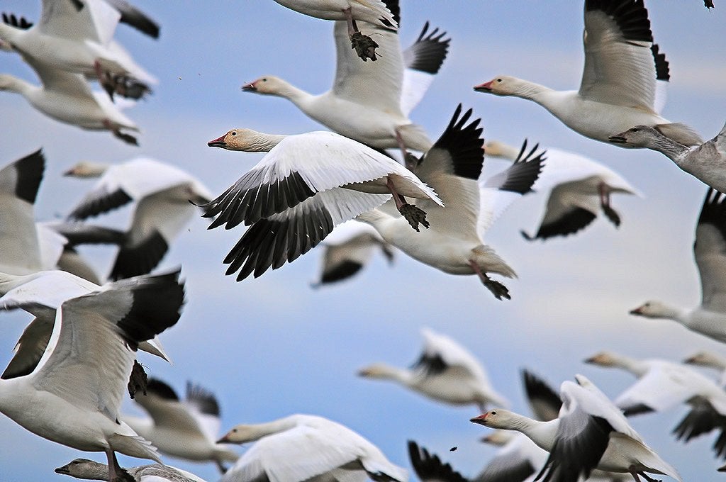Today's Photo of the Day was captured by David Schultz in Rexville, Washington using a Nikon D300 with the Sigma 150-500mm lens. Schultz captured this flock of snow geese with the lens extended to 500mm at 1/800 sec, f/6.3 and ISO 450. See more work <a href="https://www.flickr.com/photos/dschultz742/">here. </a>