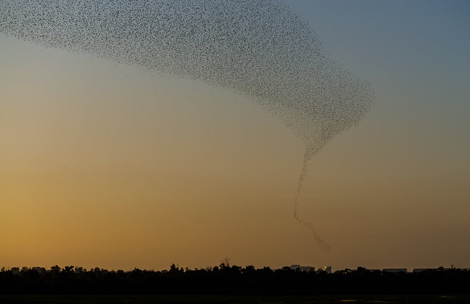 Starling flight