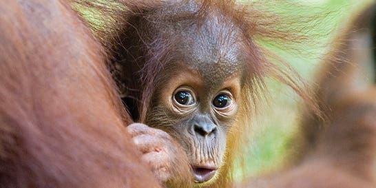 Babies of the Wild Babies of the Wild