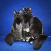 maine-coon-family-with-kitt.jpg