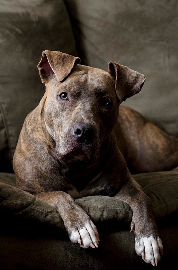 Brindle Pit Bull Strikes the Pose