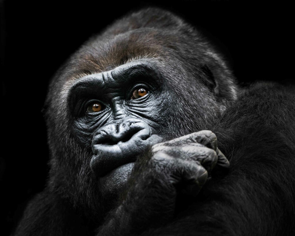 This fascinating gorilla seemed to be deep in thought for quite some time. I was instantly captivated by his pose and dreamy stare.