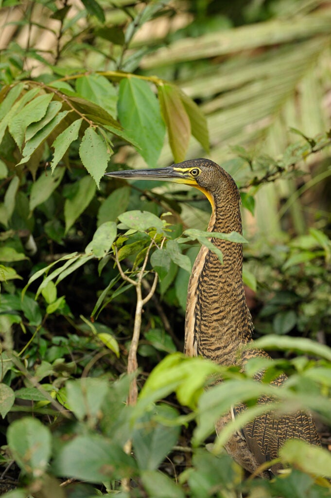 20100203_bd_costarica-0243.jpg